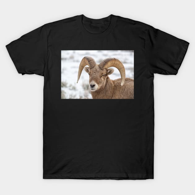 Big Horn Sheep T-Shirt by StacyWhite